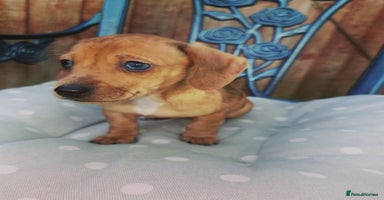 Dachshund dogs Unusual colour beautiful miniature dachshound pups - Advert 4