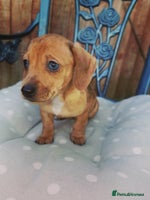 Dachshund dogs Unusual colour beautiful miniature dachshound pups - Advert 4