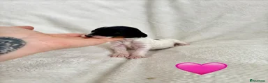 Cockapoo Puppy 4