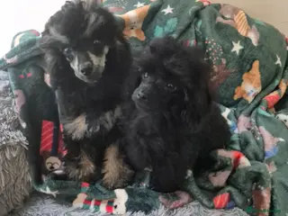 Toy Poodle dogs Poodle boys (toy x aisan) ready now - Advert 18