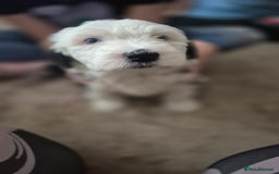 Mixed Breed dogs for sale: Old English Sheepdog puppies  OES X Golden Oldie - Image 17