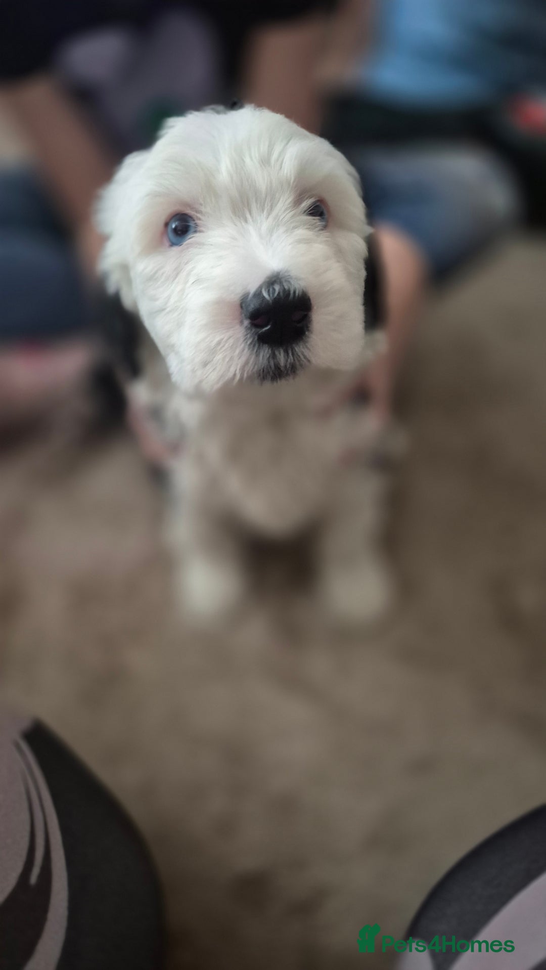 Mixed Breed dogs for sale: Old English Sheepdog puppies  OES X Golden Oldie - Image 17