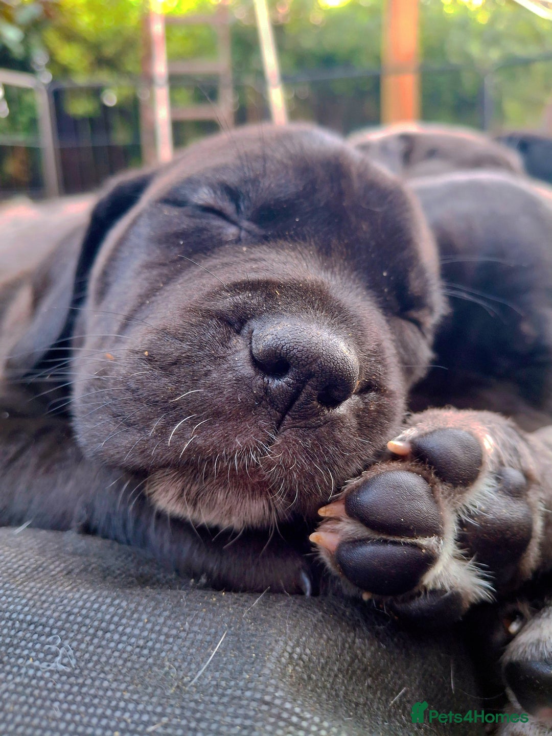 Mixed Breed dogs for sale: HARLEQUINN CANE CORSO X AMERICAN BULLDOGGE - Image 19