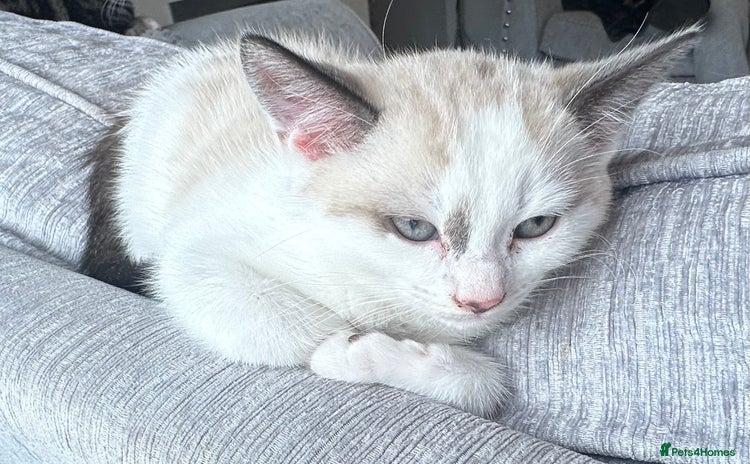 Domestic Shorthair cats - Advert 3