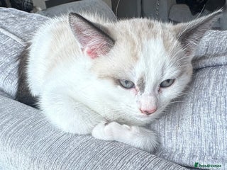 Domestic Shorthair cats - Advert 37