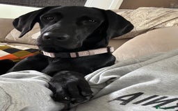 Hungarian Vizsla dogs for sale: Vizlador Female 10 months old  - Image 3