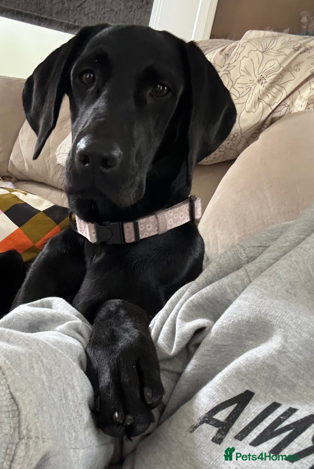 Hungarian Vizsla dogs for sale: Vizlador Female 10 months old  - Image 3