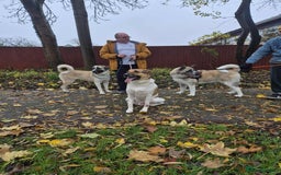 Mixed Breed dogs for adoption: Sadie – 10 months old, Female, Mixed Breed Pup - Advert 2