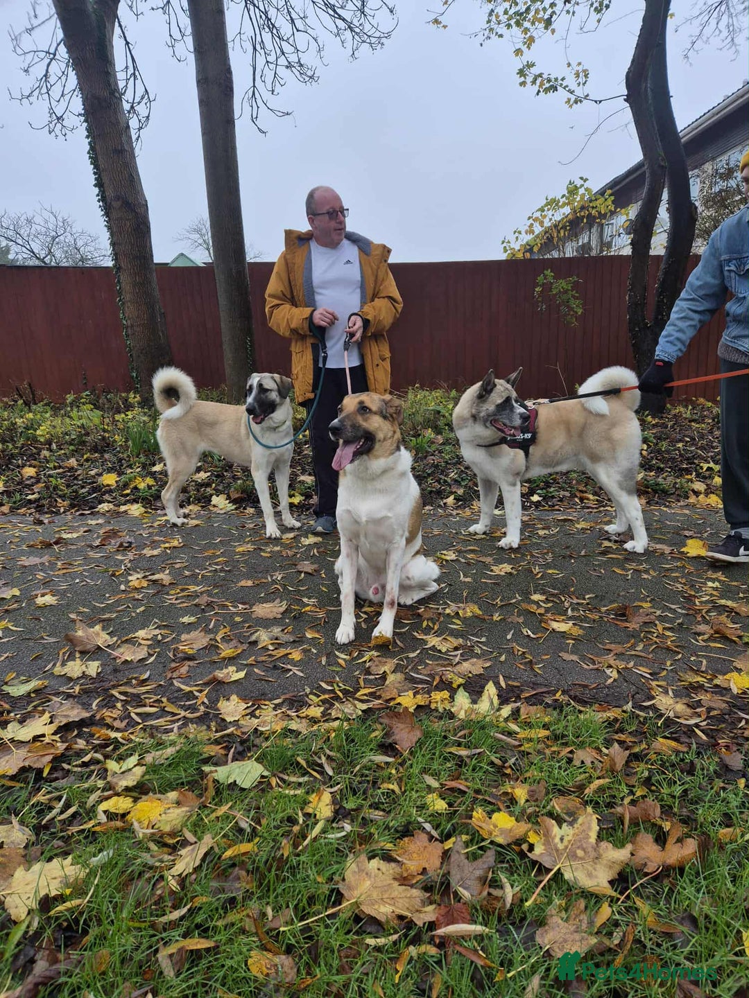 Mixed Breed dogs for adoption: Sadie – 10 months old, Female, Mixed Breed Pup - Advert 2