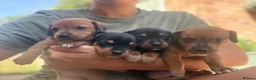Jackshund dogs for sale: Daschund x Jack russell puppies  - Advert 2