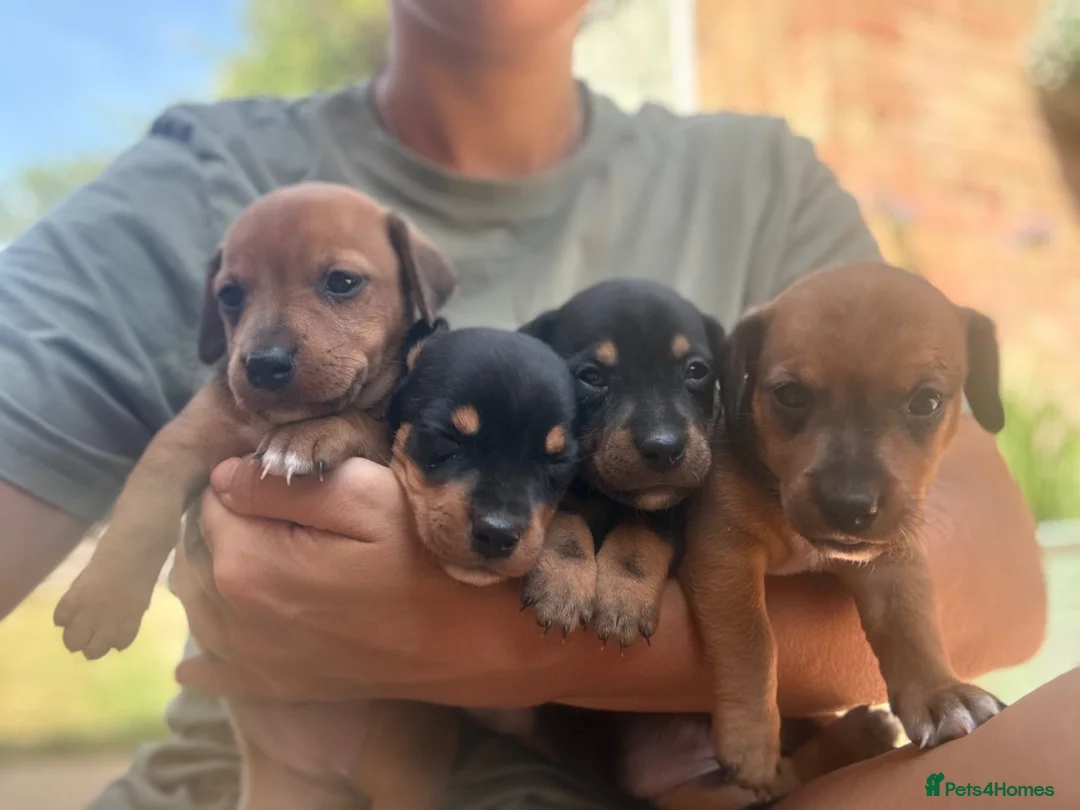 Jackshund dogs for sale: Daschund x Jack russell puppies  - Advert 2