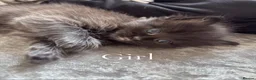 Ragcoon cats for sale: Ragcoon  - Advert 1