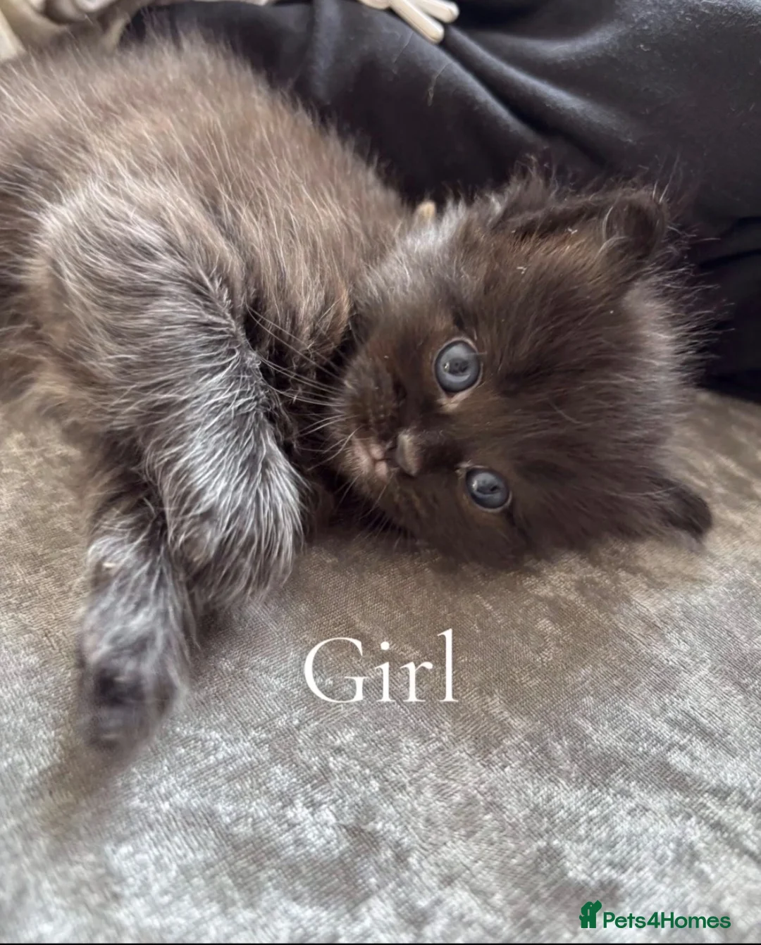 Ragcoon cats for sale: Ragcoon  - Advert 1