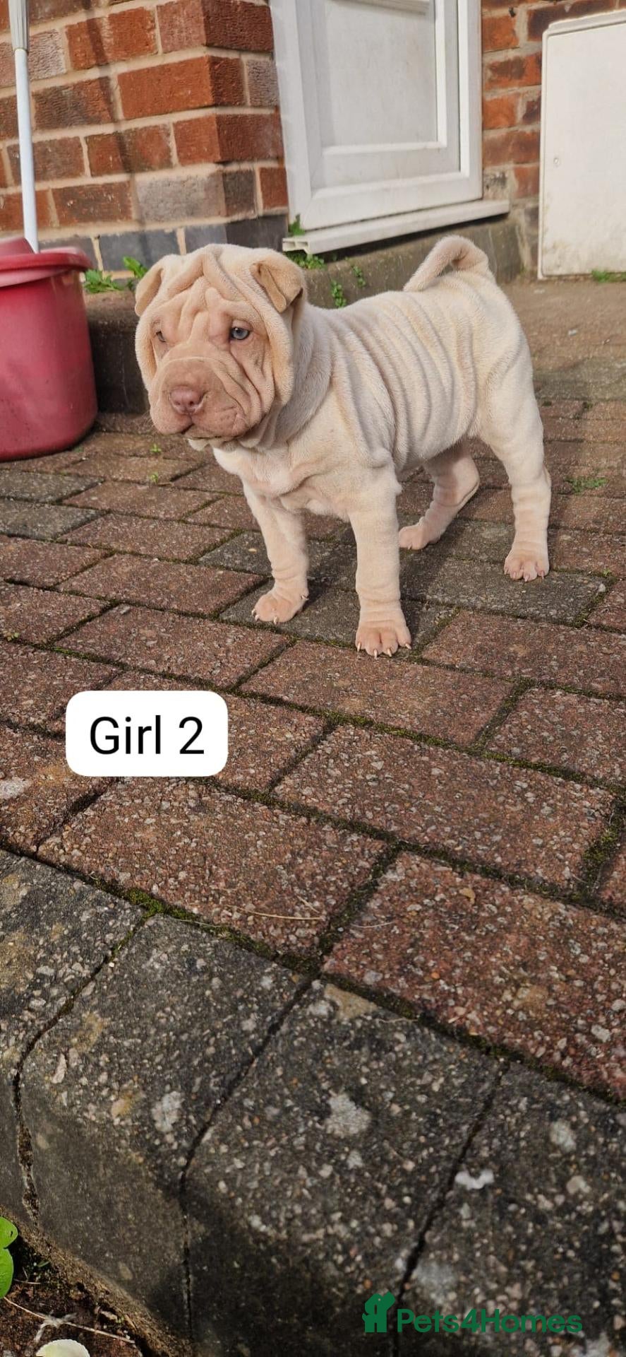 Shar Pei dogs Shar pei puppies  - Advert 1