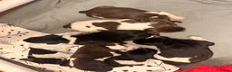 German Shorthaired Pointer dogs for sale: KC registered German shorthairs pointers for sale  - Advert 3