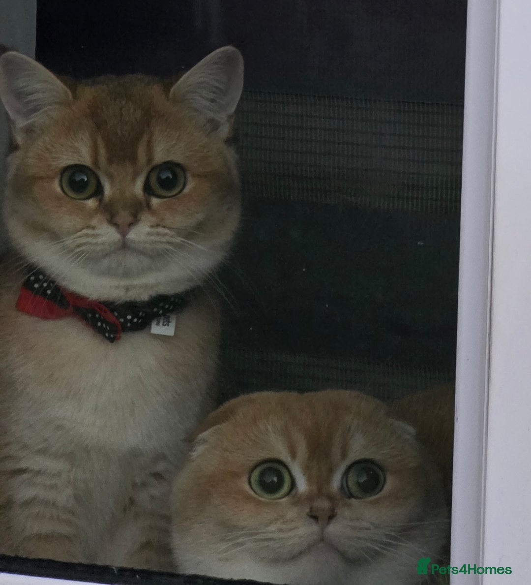 Scottish Fold cats for sale: Pedigree Golden chinchilla, TICA registered - Advert 2