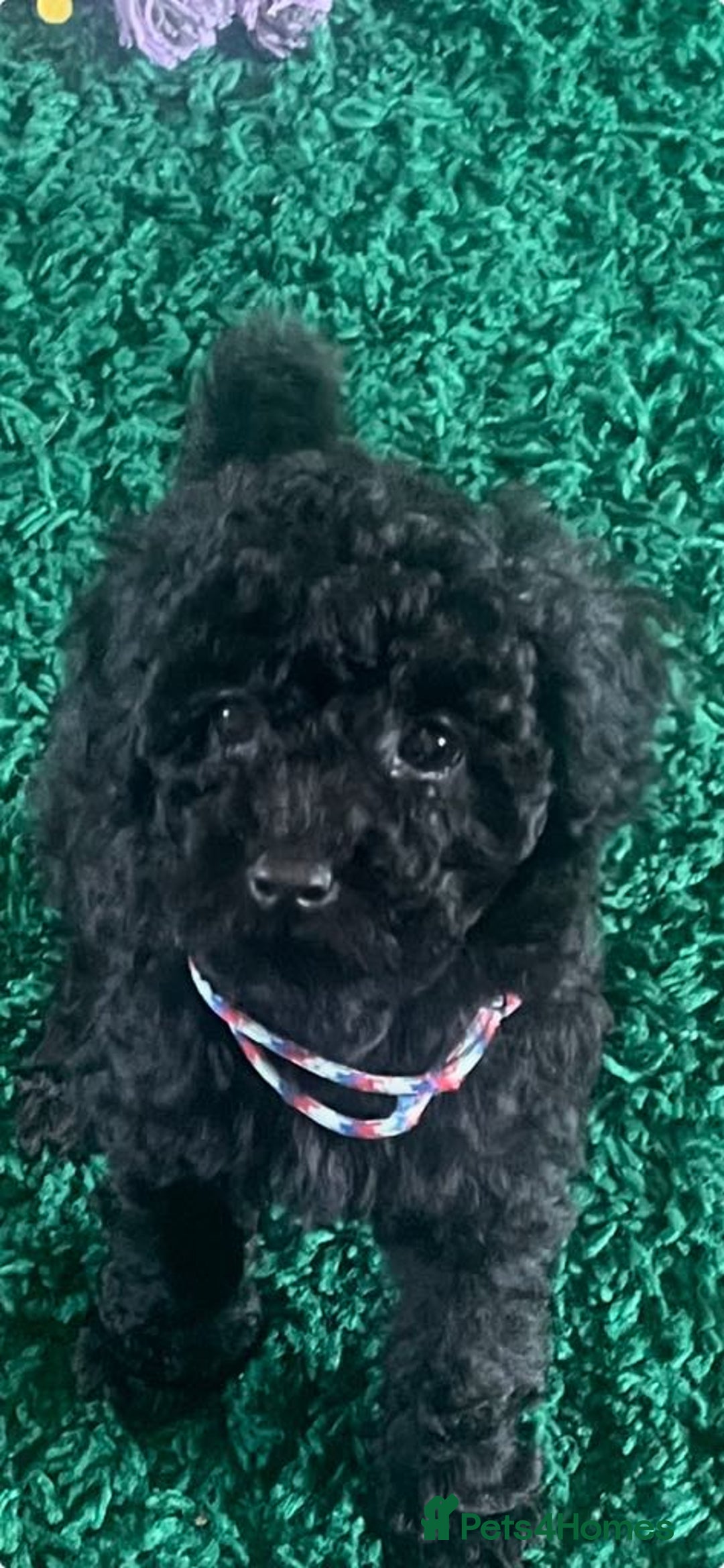 Miniature Poodle dogs for sale: Miniature mini poodle puppies fully vaccinated  in Lochgelly - Image 3