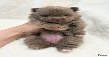 Pomeranian dogs - Advert 4