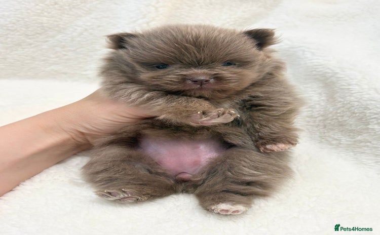 Pomeranian dogs - Advert 5