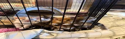 Mixed Breed cats for sale: Beautiful kittens - Advert 2