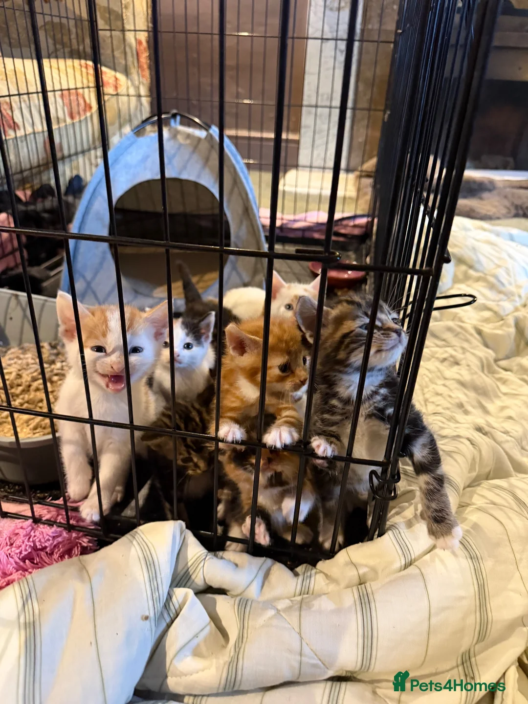 Mixed Breed cats for sale: Beautiful kittens - Advert 2