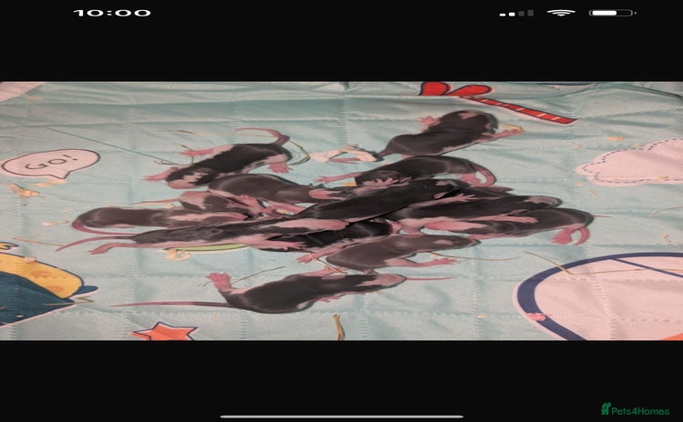 Rat rodents - Advert 2