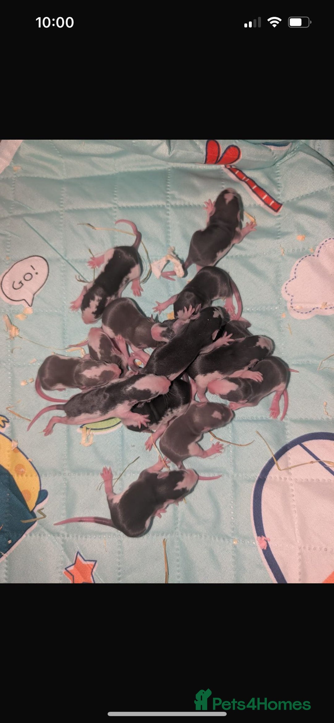Rat rodents for sale: Waiting list for baby rats  - Image 1