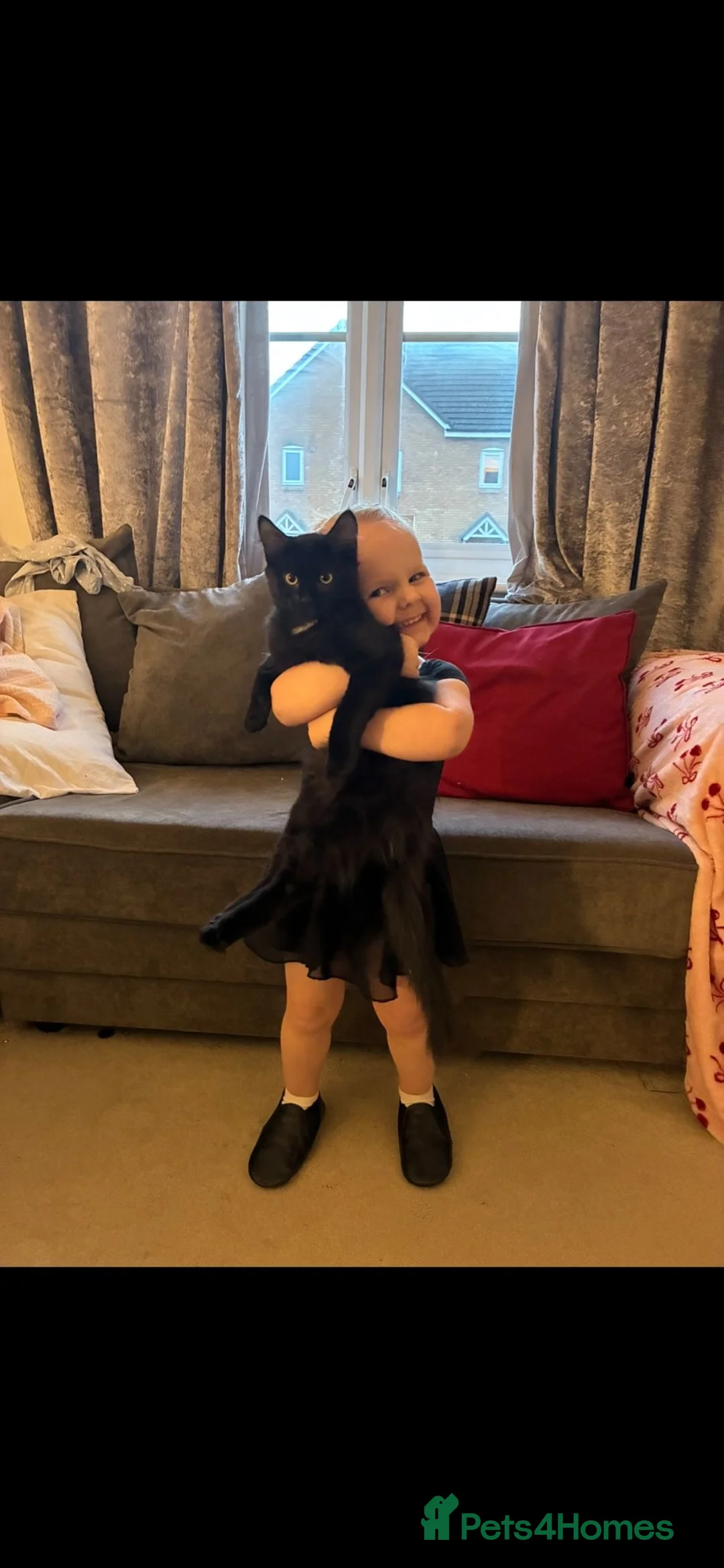 Mixed Breed cats for sale: For sale - Persian/sphynx neutered young male  in Melksham - Advert 1