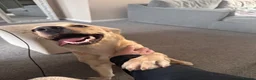 Goldador dogs for sale: Sweet goldador  in Stoke-on-Trent - Advert 8