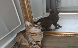 Bengal cats for sale: Bengal x Savannah  - Image 3