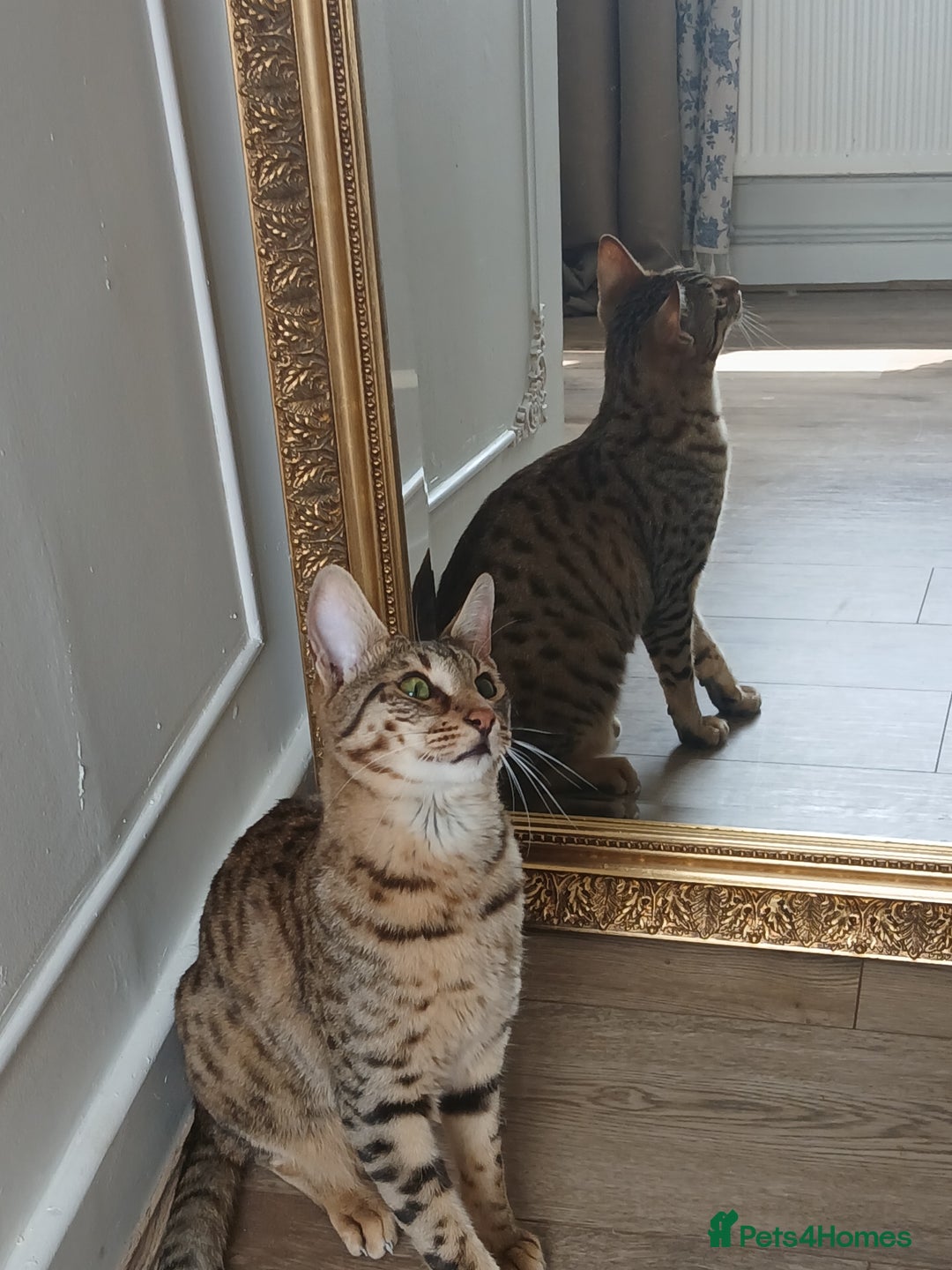 Bengal cats for sale: Bengal x Savannah  - Image 3