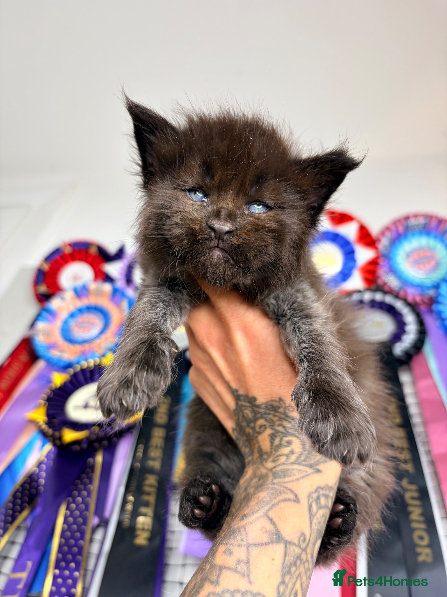 Maine Coon cats Family Raised Russian Maine Coons  - Advert 1
