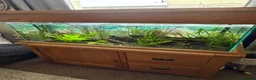 Other/Mixed Breed fish for sale: Lovely set up for sale  - Advert 2