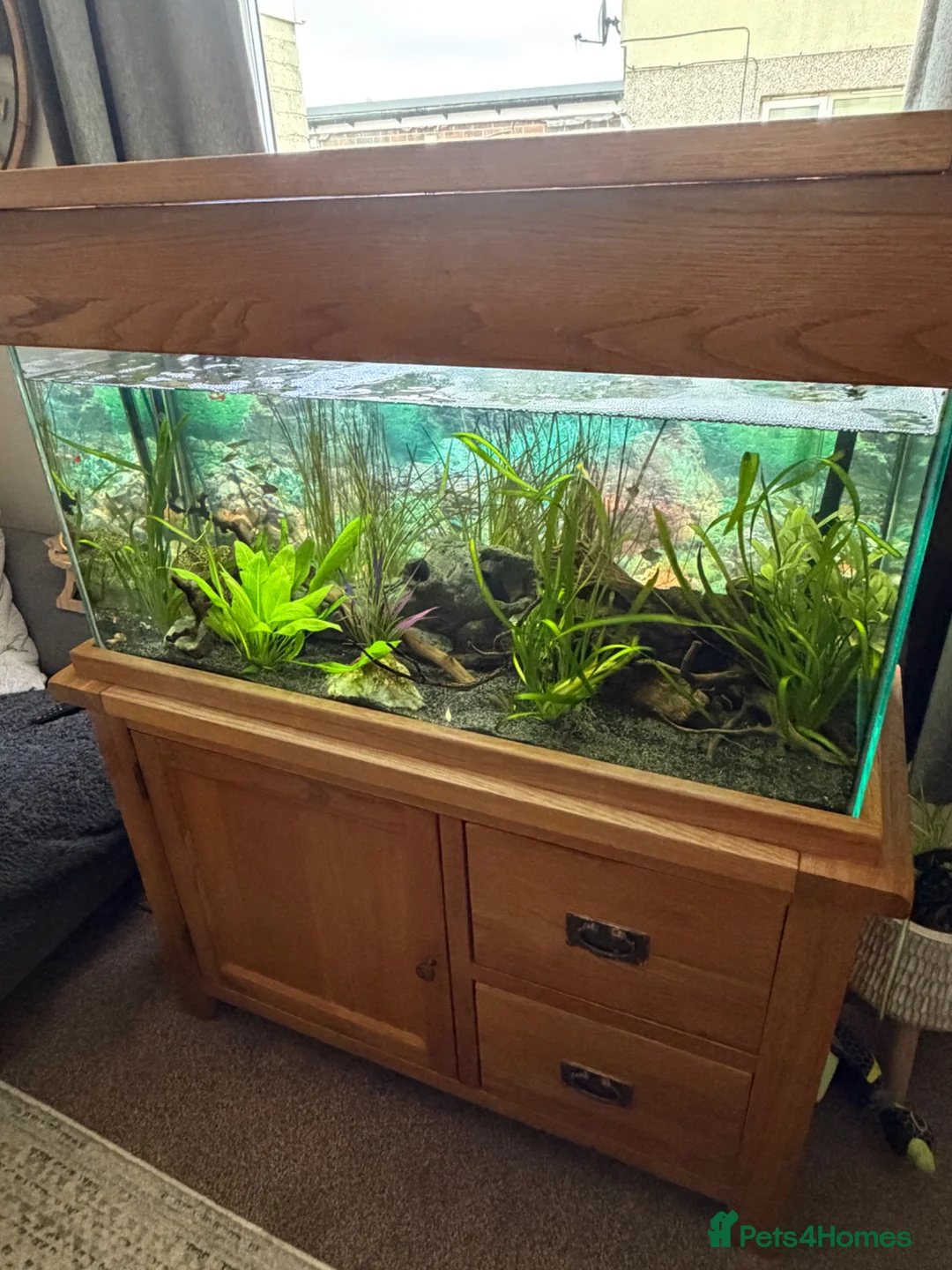 Other/Mixed Breed fish for sale: Lovely set up for sale  - Advert 2