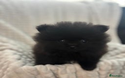 Pomeranian dogs for sale: Pedigree miniature pomeranians - Image 20