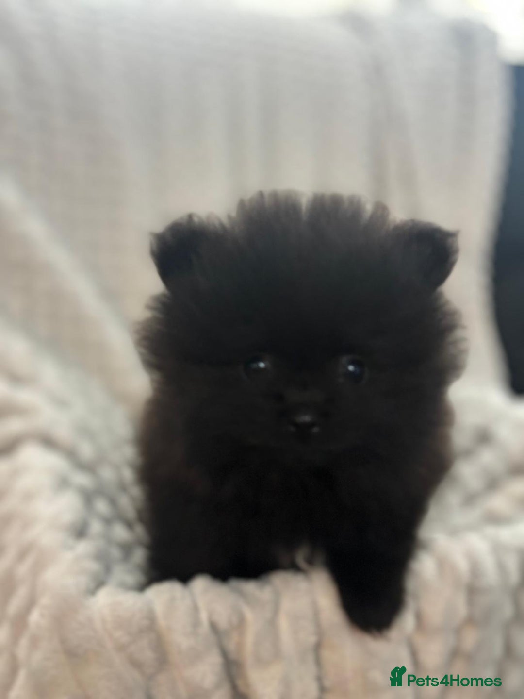 Pomeranian dogs for sale: Pedigree miniature pomeranians - Image 20