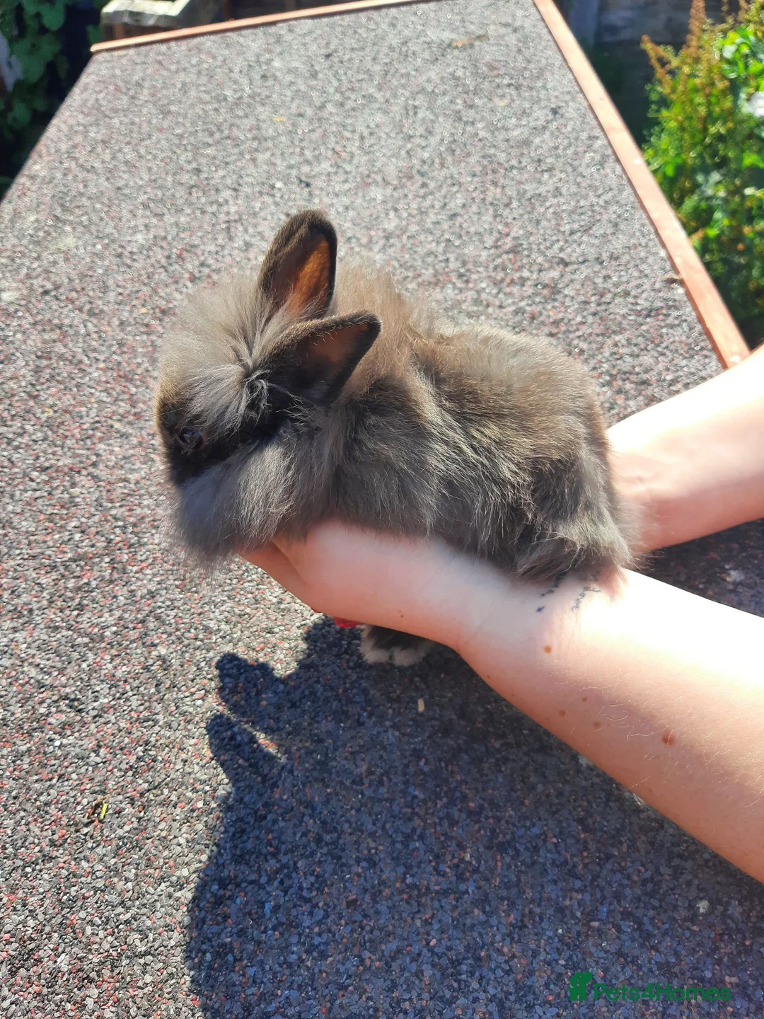 Lionhead rabbits for sale: Double main lionhead bunnies  - Advert 1