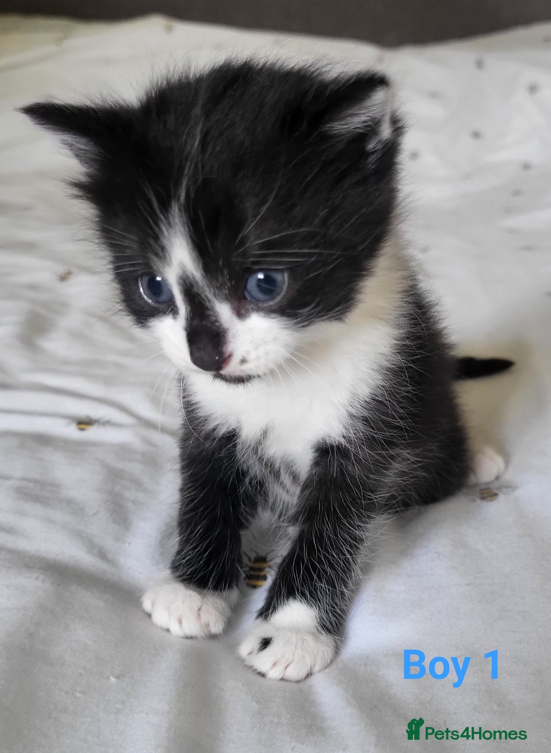 British Longhair cats for sale: 4 gorgeous kittens avaliable  - Image 2