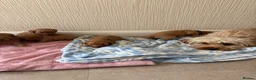 Cavapoo dogs for sale: 7 beautiful Cavapoo puppies  - Advert 12