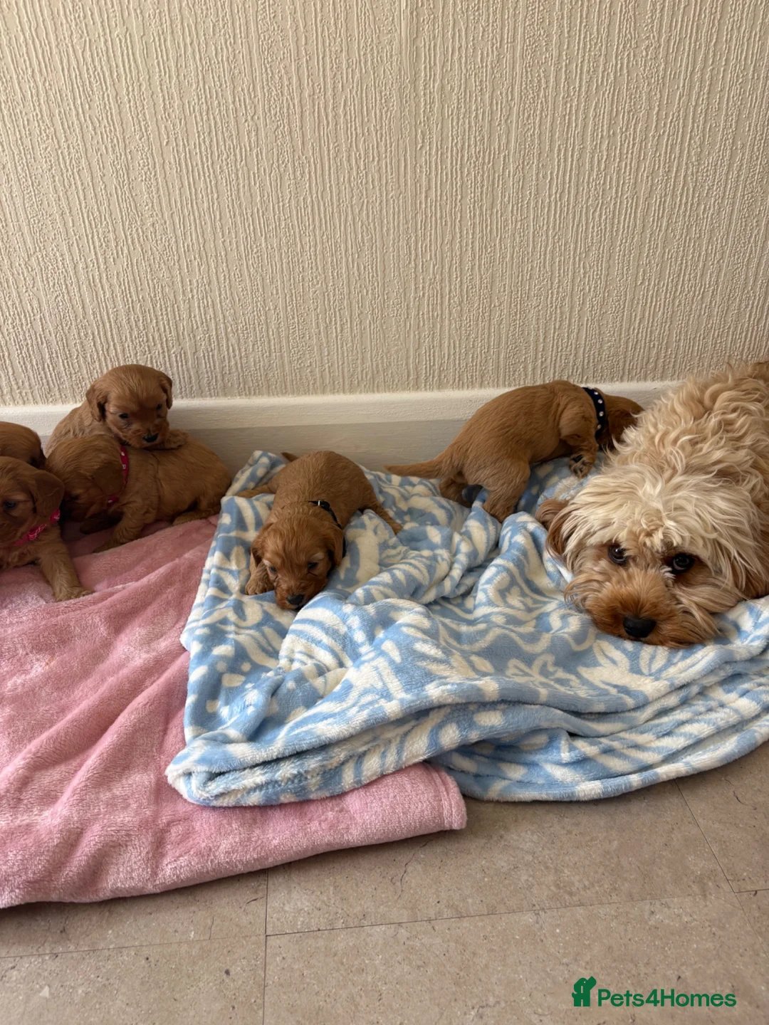 Cavapoo dogs for sale: 7 beautiful Cavapoo puppies  - Advert 12