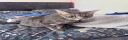 Mixed Breed cats for sale: Tabby/Tuxedo Kittens up for adoption - Advert 2
