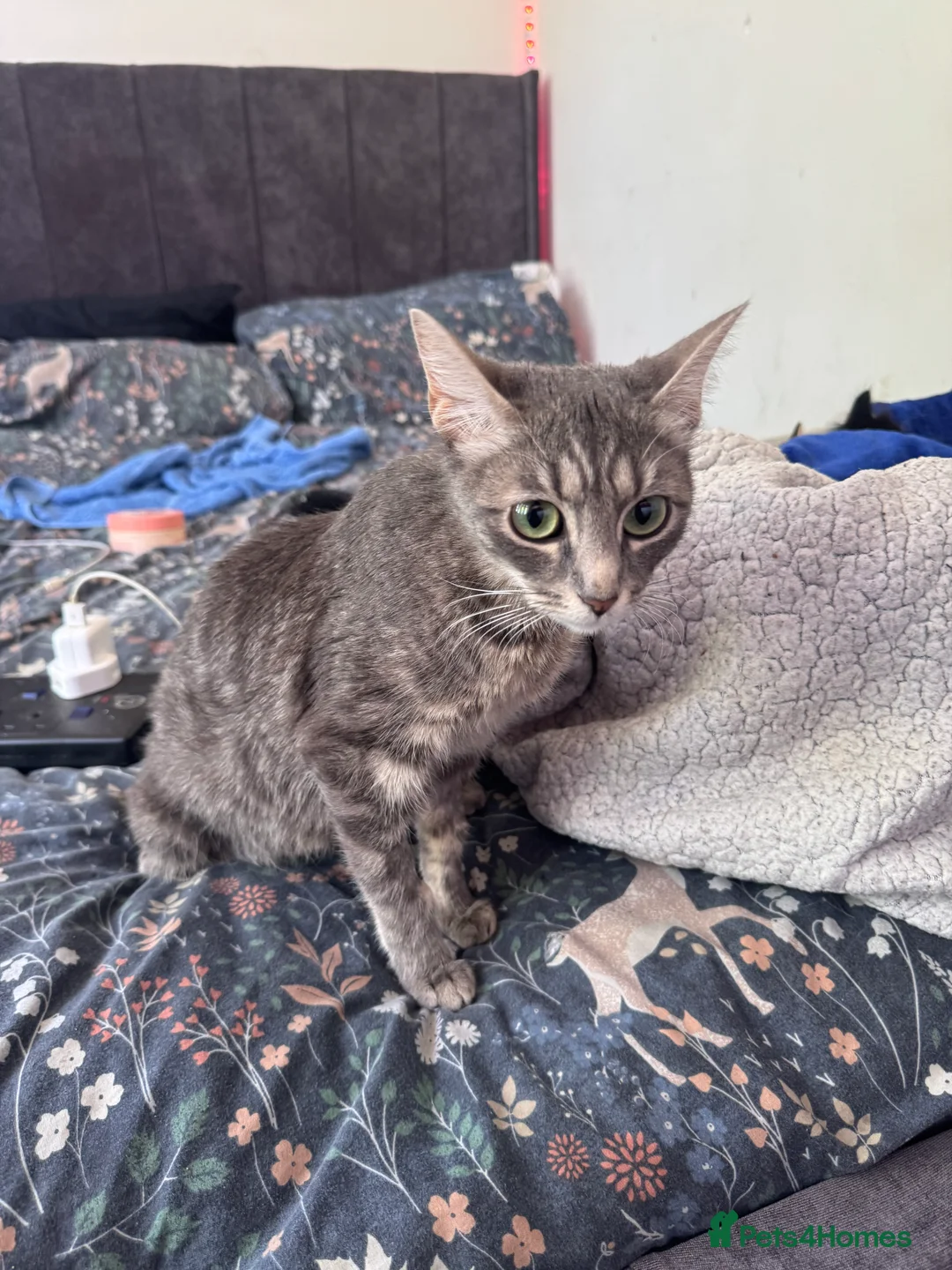 Mixed Breed cats for sale: Tabby/Tuxedo Kittens up for adoption - Advert 2