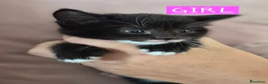 Mixed Breed black and white 