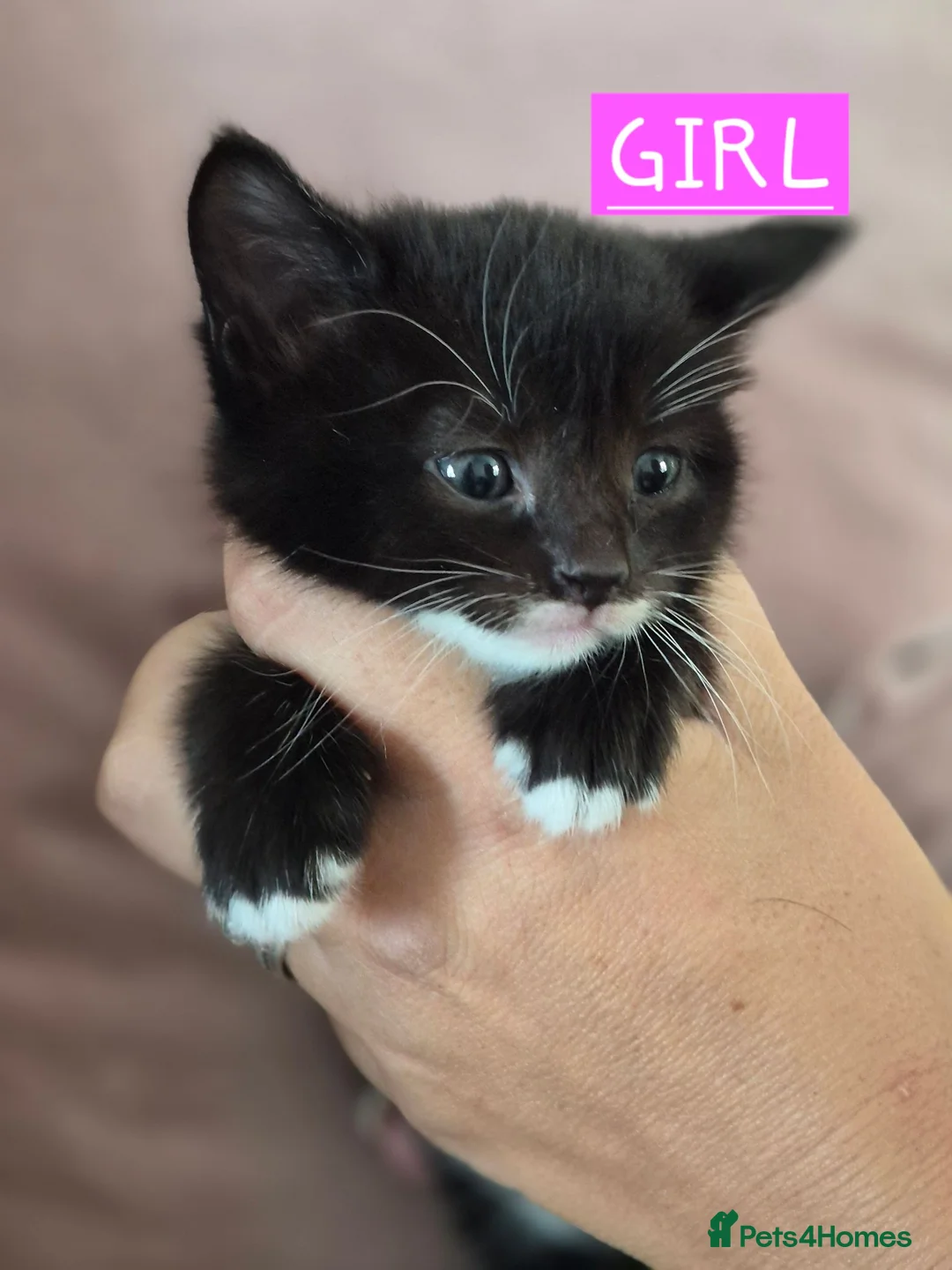 Mixed Breed cats for sale: 2 x Female kittens (ideally to go togther)  - Advert 9