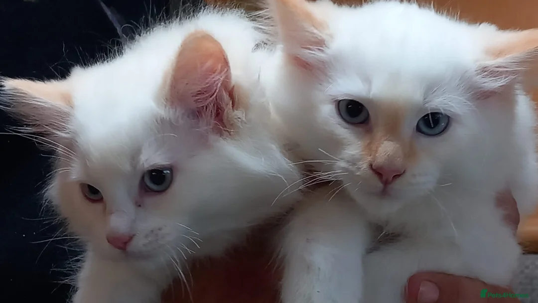 Ragdoll cats for sale: Beautiful overly friendly ragdoll kittens. - Advert 1