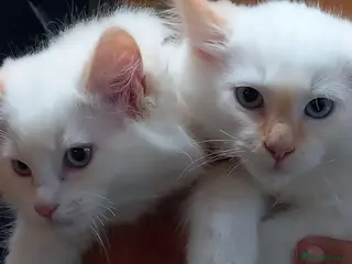 Ragdoll cats Beautiful overly friendly ragdoll kittens. - Advert 4