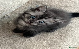Ragdoll cats for sale: Ragdoll x tabby kittens - Image 3