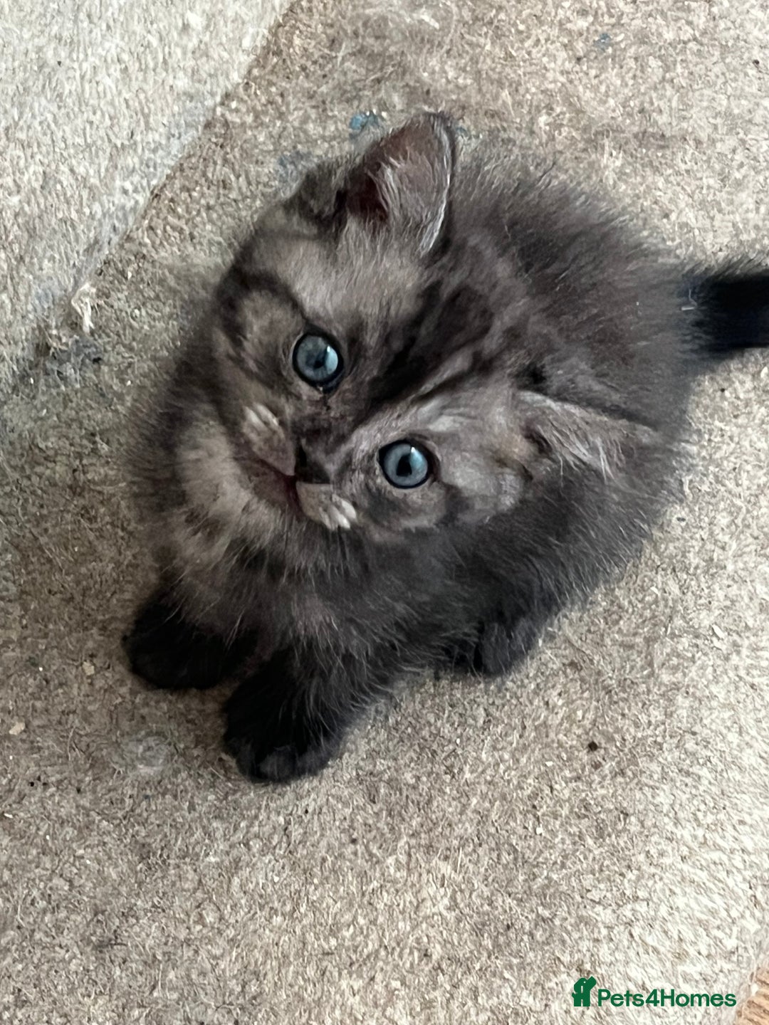 Ragdoll cats for sale: Ragdoll x tabby kittens - Image 3