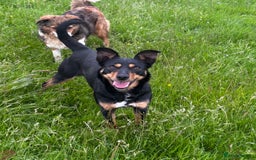 Border Collie dogs for sale: Lovely kelpie for sale❤️ - Image 1