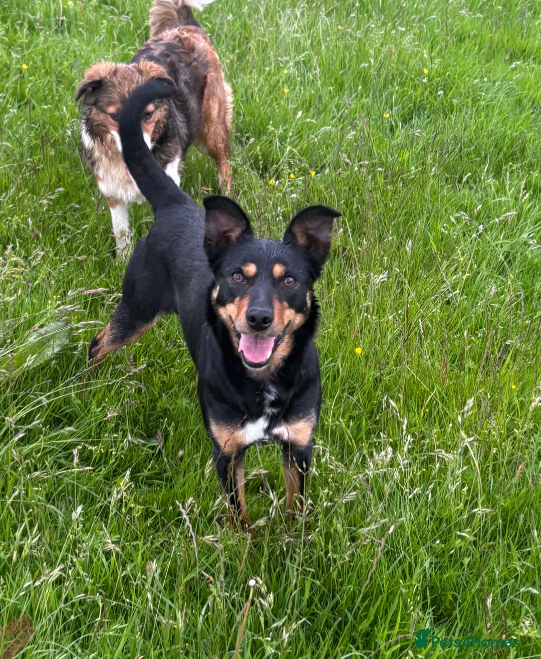 Border Collie dogs for sale: Lovely kelpie for sale❤️ - Image 1